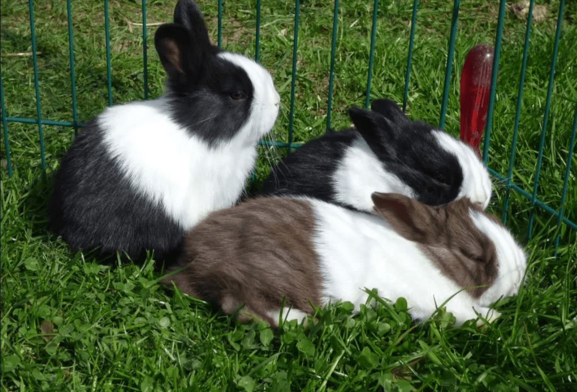 Complete Guide to Dutch Rabbit Care: Essential Tips for Keeping Your Pet Healthy and Happy