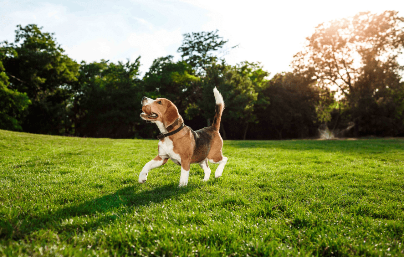 Maximizing Your Beagle 401k: Smart Strategies for Pet Savings